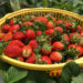a basket full of red strawberry